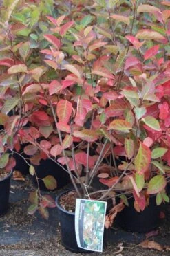 Krentenboom Als Struik (Amelanchier Lamarckii) -Aanbiedingen Groene Hekken Winkel amelanchier lamarckii 3 1
