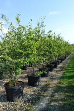 Meerstammige Krentenboom (Amelanchier Lamarckii) -Aanbiedingen Groene Hekken Winkel amelanchierlammarckii01