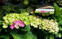 Hortensia (Hydrangea 'Magical Jewel Pink') -Aanbiedingen Groene Hekken Winkel amethyst01c