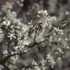 Krentenboom Als Struik (Amelanchier Lamarckii) -Aanbiedingen Groene Hekken Winkel amlamarc 13 1