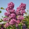 Sering (Syringa Vulgaris 'Andenken An Ludwig Spath') -Aanbiedingen Groene Hekken Winkel andenken an ludwig spath 1 1