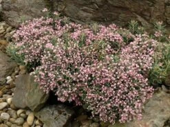 Lavendelheide (Andromeda Polifolia 'Blue Ice') -Aanbiedingen Groene Hekken Winkel andromeda pol. blue ice 3 1