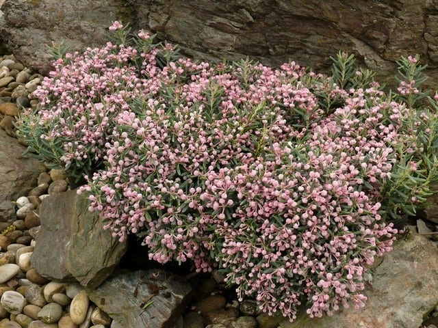 Lavendelheide (Andromeda Polifolia 'Blue Ice') 11 Lavendelheide (Andromeda Polifolia 'Blue Ice') - Afbeelding 9