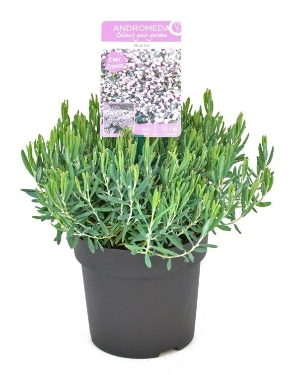 Lavendelheide (Andromeda Polifolia 'Blue Ice') 12 Lavendelheide (Andromeda Polifolia 'Blue Ice') - Afbeelding 10