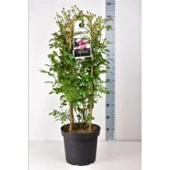 Klimroos (Rosa 'Anna's Pink Rambler') -Aanbiedingen Groene Hekken Winkel annaspinkrambler02 1