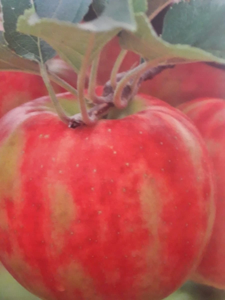 Appelboom (Malus Domestica 'Karneval') 4 Appelboom (Malus Domestica 'Karneval') - Afbeelding 2