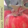 Appelboom (Malus Domestica 'Karneval') -Aanbiedingen Groene Hekken Winkel appel 2