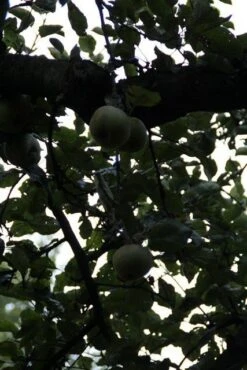 Appelboom (Malus Domestica ) -Aanbiedingen Groene Hekken Winkel appelboom 2 1