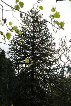 Apeboom (Araucaria Araucana) -Aanbiedingen Groene Hekken Winkel araucaria araucana