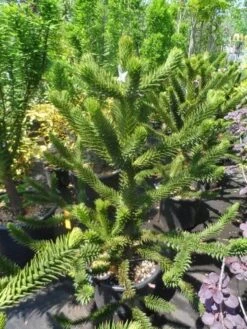 Apeboom (Araucaria Araucana) -Aanbiedingen Groene Hekken Winkel araucaria araucana 100 125 150