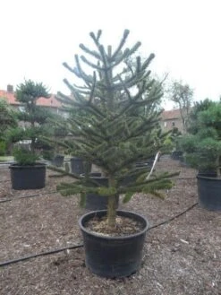 Apeboom (Araucaria Araucana) -Aanbiedingen Groene Hekken Winkel araucaria araucana 225 250