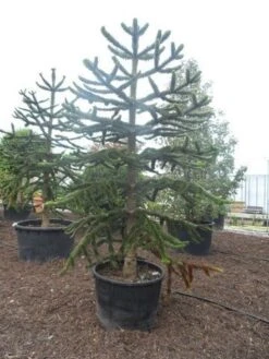 Apeboom (Araucaria Araucana) -Aanbiedingen Groene Hekken Winkel araucaria araucana 275 300