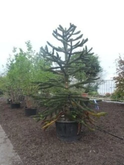 Apeboom (Araucaria Araucana) -Aanbiedingen Groene Hekken Winkel araucaria araucana 275 300 2