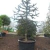 Apeboom (Araucaria Araucana) -Aanbiedingen Groene Hekken Winkel araucaria araucana 300 325