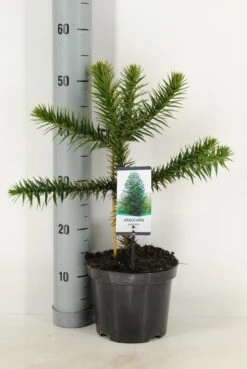 Apeboom (Araucaria Araucana) -Aanbiedingen Groene Hekken Winkel araucaria araucana c3 m 1