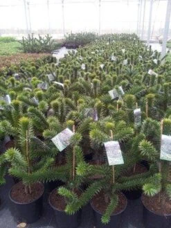 Apeboom (Araucaria Araucana) -Aanbiedingen Groene Hekken Winkel araucaria c15
