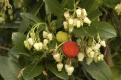 Aardbeiboom (Arbutus Unedo) -Aanbiedingen Groene Hekken Winkel arbutus unedo 1