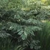 Duivelswandelstok (Aralia Elata 'Silver Umbrella') -Aanbiedingen Groene Hekken Winkel aresumbr 3