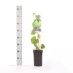 Duitse Pijp (Aristolochia Macropylla) -Aanbiedingen Groene Hekken Winkel aristolochia durior macrophylla