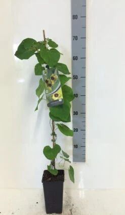 Duitse Pijp (Aristolochia Macropylla) -Aanbiedingen Groene Hekken Winkel aristolochia macrophylla 80 100 c2