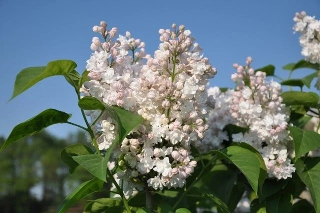 Sering (Syringa Vulgaris 'Beauty Of Moscow') 3 Sering (Syringa Vulgaris 'Beauty Of Moscow')