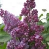 Sering (Syringa Vulgaris 'Belle De Nancy')
