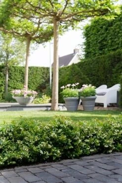 BerryBux Blauwe Bes (Vaccinium Angustifolium ’BerryBux') -Aanbiedingen Groene Hekken Winkel berrybux heg bloei hr 4095 1