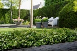 BerryBux Blauwe Bes (Vaccinium Angustifolium ’BerryBux') -Aanbiedingen Groene Hekken Winkel berrybux heg bloei hr 4057 2