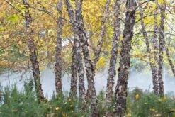 Zwarte Berk (Betula Nigra) -Aanbiedingen Groene Hekken Winkel betula nigra01 1