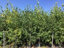 Meerstammige Berk (Betula Pendula) 8 Meerstammige Berk (Betula Pendula) -Aanbiedingen Groene Hekken Winkel betula pendula 200 250cm meerstammig