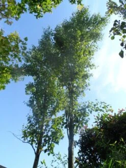 Zuilberk (Betula Pendula 'Fastigiata') -Aanbiedingen Groene Hekken Winkel betula pendula fastigiata 20 25 ho cont 1