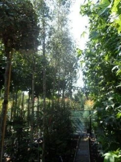 Berk (Betula Pendula 'Laciniata') 5 Berk (Betula Pendula 'Laciniata') -Aanbiedingen Groene Hekken Winkel betula pendula laciniata 10 12ho cont. 1