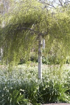 Treurberk (Betula Pendula 'Tristis') -Aanbiedingen Groene Hekken Winkel betula pendula tristis01 2
