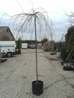 Prieelberk (Betula Pendula 'Youngii') -Aanbiedingen Groene Hekken Winkel betula pendula youngi 2