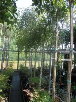 Prieelberk (Betula Pendula 'Youngii') -Aanbiedingen Groene Hekken Winkel betula pendula youngii 14 16ho cont