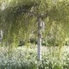 Berk Als Dakboom (Betula Pendula) -Aanbiedingen Groene Hekken Winkel betulapendulav03
