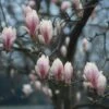Beverboom (Magnolia Soulangeana Als Boom) -Aanbiedingen Groene Hekken Winkel beverboom magnolia soulangeana 507 644 1
