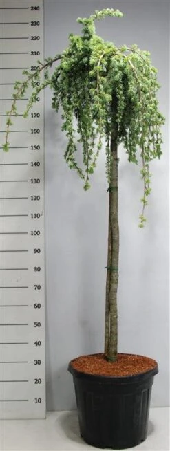 Treurceder Op Stam (Cedrus Libani 'Glauca Pendula') -Aanbiedingen Groene Hekken Winkel bf626bb3ffe06d8a36e0e5cfc965630a