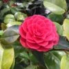 Camelia Als Leivorm (Camellia Japonica 'Black Lace') -Aanbiedingen Groene Hekken Winkel blacklace