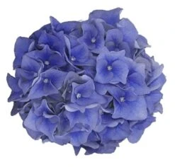 Hortensia Blue Ballad (Hydrangea 'Music Collection') -Aanbiedingen Groene Hekken Winkel blue ballad 1