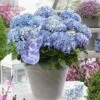 Hortensia Blue Ballad (Hydrangea 'Music Collection') -Aanbiedingen Groene Hekken Winkel blue ballad 4 2