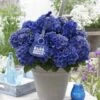 Hortensia Blue Boogiewoogie (Hydrangea 'Music Collection') -Aanbiedingen Groene Hekken Winkel blue boogiewoogie 2 3 2