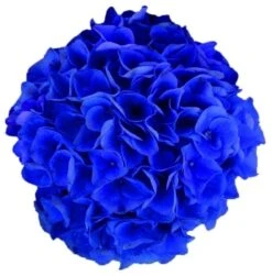 Hortensia Blue Boogiewoogie (Hydrangea 'Music Collection') -Aanbiedingen Groene Hekken Winkel blue boogiewoogie 2 4 2