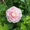 Camelia Als Leivorm (Camellia Japonica 'Bonomiana') -Aanbiedingen Groene Hekken Winkel bonomiana 2