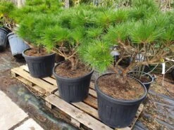 Meerstammige Japanse Pijnboom (Pinus Parviflora 'Brevifolia') -Aanbiedingen Groene Hekken Winkel brevifolia 1