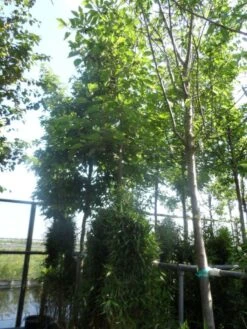 Papiermoerbei (Broussonetia Papyrifera) -Aanbiedingen Groene Hekken Winkel broussonetia papyrifera 16 18ho cont