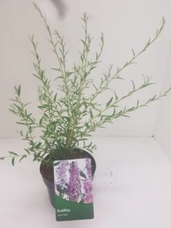 Vlinderstruik (Buddleja Alternifolia) -Aanbiedingen Groene Hekken Winkel budd alternifolia