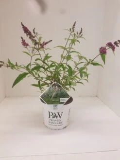 Vlinderstruik (Buddleja 'Miss Ruby') -Aanbiedingen Groene Hekken Winkel budd miss ruby