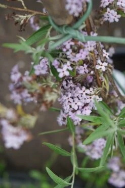 Nieuwe uitgaven -Aanbiedingen Groene Hekken Winkel buddleja alternifolia 2 1