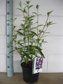 Vlinderstruik (Buddleja Davidii 'Black Knight') -Aanbiedingen Groene Hekken Winkel buddleja black knight c3 10 7 2016